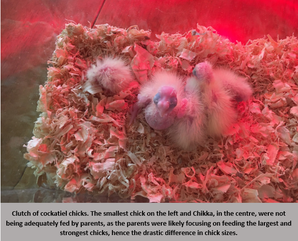 Hand Rearing: Young Birds and Stunting – Cody L Writes