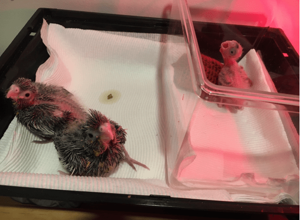 Hand Rearing: Young Birds and Stunting – Cody L Writes