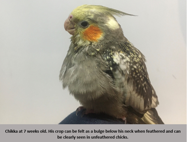 Hand Rearing: Young Birds and Stunting – Cody L Writes