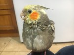 Hand Rearing: Young Birds and Stunting – Cody L Writes