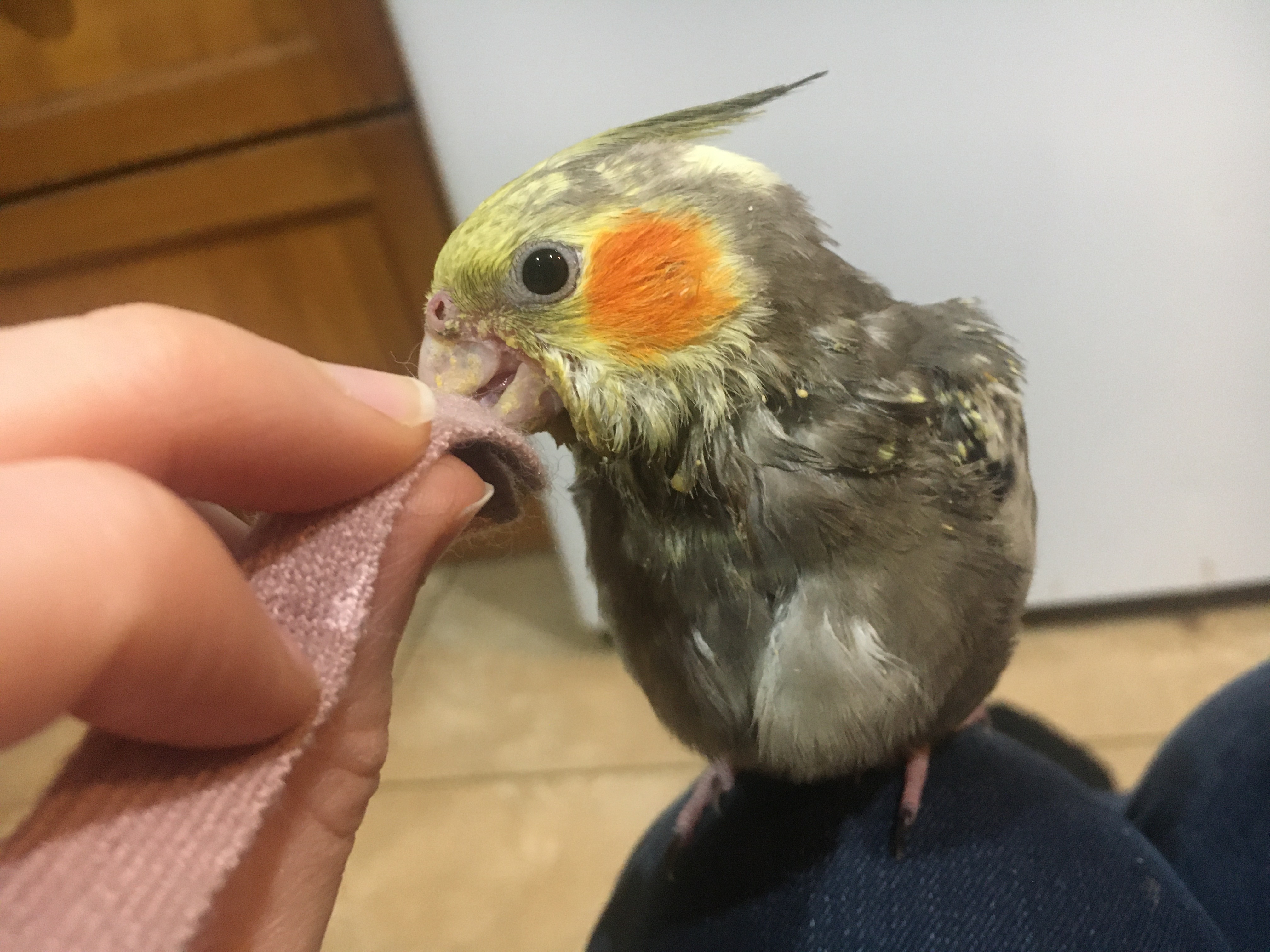 Hand-Rearing: The Pros, the Cons, and When to Start – Cody L Writes